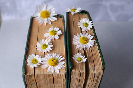 Books with chamomile flowers as bookmark on light gray table, closeupの写真素材