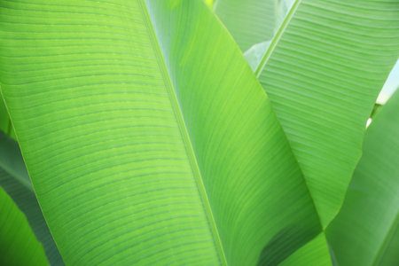 Beautiful lush green plants growing outdoors, closeupの写真素材