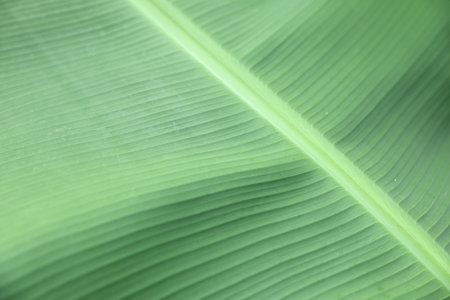 Close up view of fresh green banana leaf as backgroundの写真素材