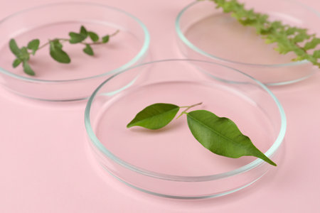 Petri dishes with different plants on pink background, closeupの写真素材