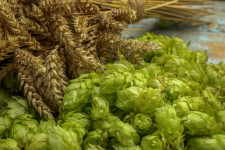 Fresh green hops and spikes on table, closeupの写真素材