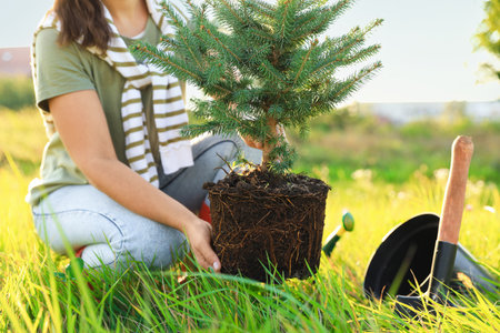 Woman planting conifer tree in meadow on sunny day, closeupの写真素材