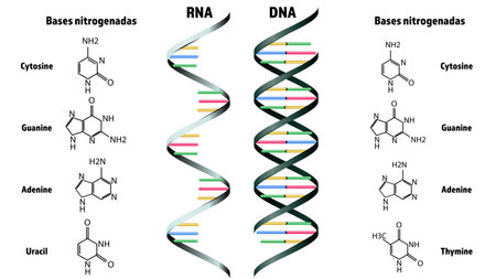 RNA and DNA structure on white background. Illustrationの写真素材
