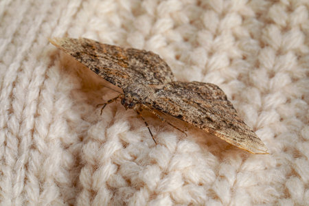 Alcis repandata moth on beige knitted sweater, closeupの写真素材