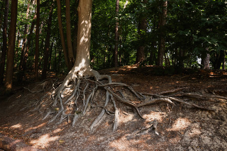 Tree roots visible through ground in forest