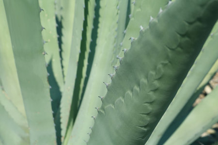Closeup view of beautiful Agave leaves, space for text. exotic plantの写真素材