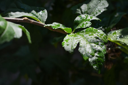 Close up view of green leaves with water drops outdoors