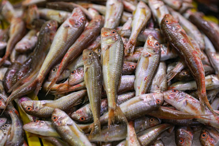 Many raw red mullet fish as background, closeupの写真素材