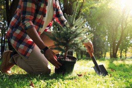 Man planting conifer tree in park on sunny day, closeupの写真素材