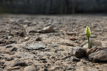 Beautiful flower growing in dry soil, space for text. hope concept