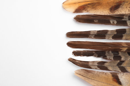 Many beautiful bird feathers on white background, flat lay. Space for textの写真素材