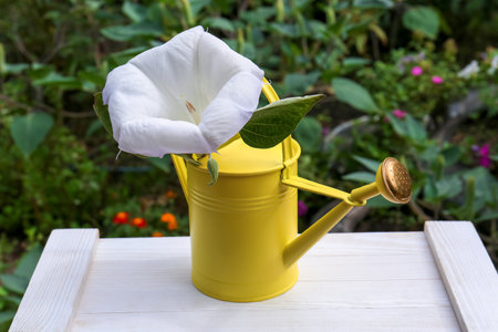 Yellow watering can with beautiful datura flower on white wooden table outdoorsの写真素材