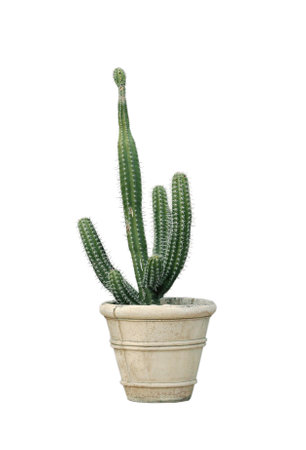 Beautiful green cactus in pot on white backgroundの写真素材