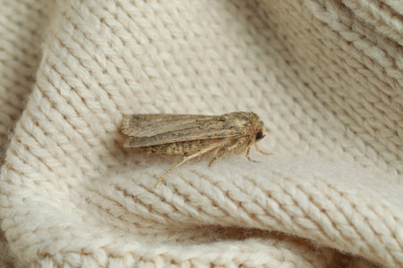Paradrina clavipalpis moth on color knitted sweater, closeup