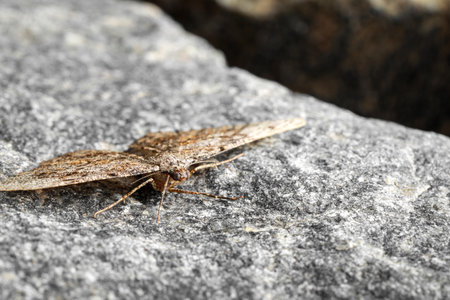 Alcis repandata moth on stone, closeup. Space for textの写真素材