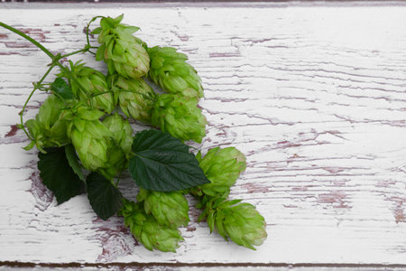 Branch with fresh hops and leaves on white wooden table, top view. Space for textの写真素材
