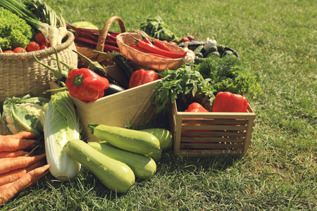 Different fresh ripe vegetables on green grassの写真素材