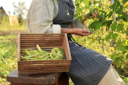 Young woman harvesting fresh green beans in garden, closeupの写真素材