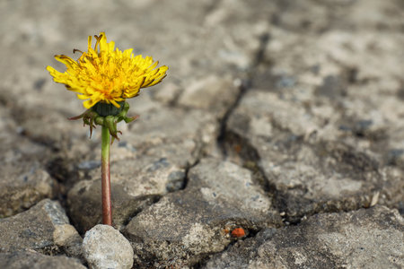 Beautiful flower growing in dry soil, space for text. hope conceptの写真素材