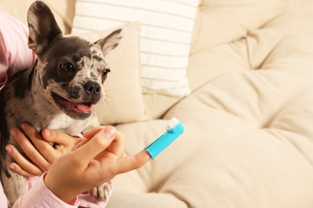 Woman with finger toothbrush near dog on sofa at home, closeup. Space for textの写真素材