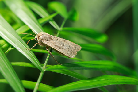 Paradrina clavipalpis moth on green leaf outdoors