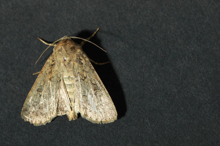 Paradrina clavipalpis moth on black background, top view. Space for text