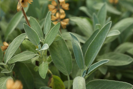 Beautiful sage with green leaves growing outdoors, closeup