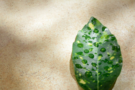 Leaf with water drops on beige background, top view. Space for textの写真素材