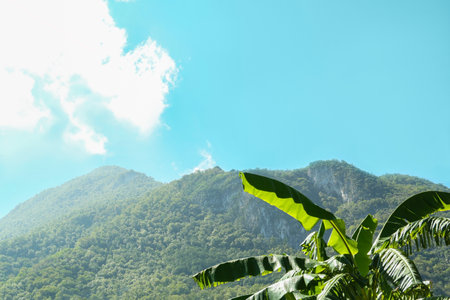 Picturesque view of beautiful mountains and forest