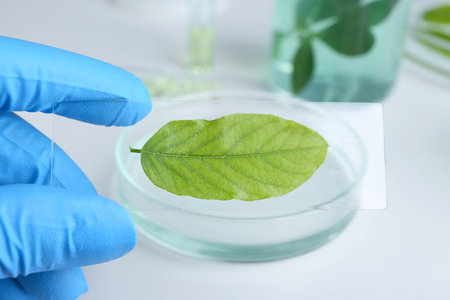 Scientist holding glass slide with leaf in laboratory, closeupの写真素材
