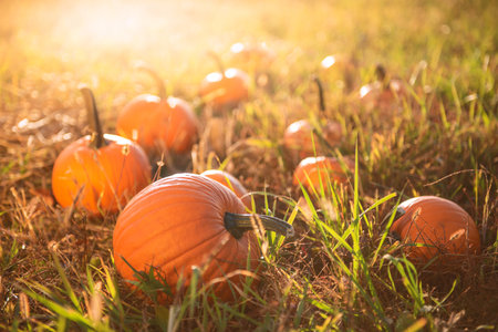 Many ripe orange pumpkins in field outdoorsの写真素材