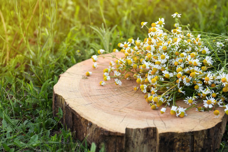 Beautiful bouquet of chamomiles on stump outdoors, closeupの写真素材