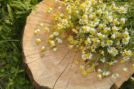Beautiful bouquet of chamomiles on stump outdoors, top viewの写真素材