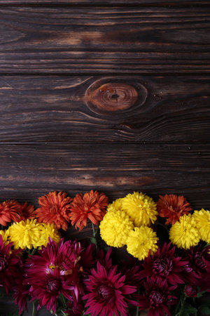 Flat lay composition with different beautiful chrysanthemum flowers on wooden table. Space for textの写真素材