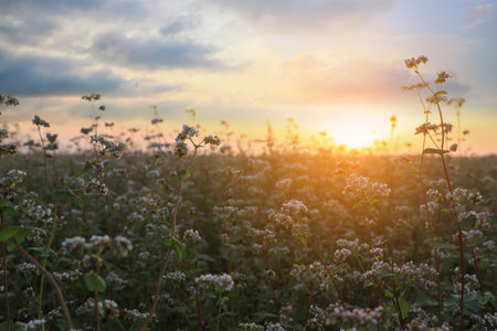 Close up view of beautiful blossoming buckwheat flowers at sunsetの写真素材
