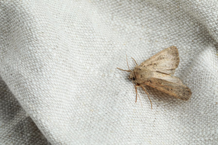 Paradrina clavipalpis moth on white cloth, space for textの写真素材