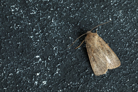Paradrina clavipalpis moth on black textured background, top view. Space for textの写真素材