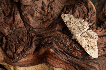Alcis repandata moth on wooden textured background, top view. Space for text