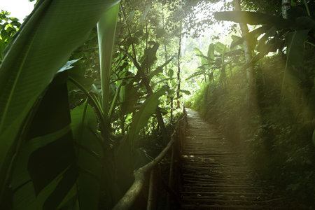 Wooden pathway and lush green plants growing outsideの写真素材