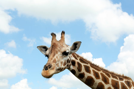 Beautiful spotted African giraffe against blue skyの写真素材