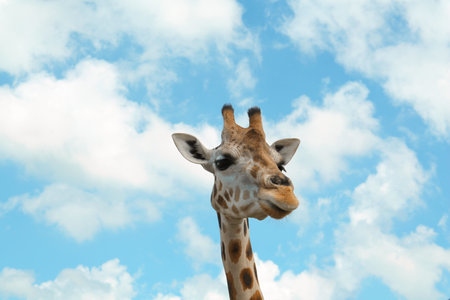 Beautiful spotted African giraffe against blue skyの写真素材