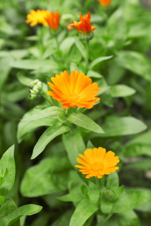 Beautiful colorful calendula flowers growing in gardenの写真素材