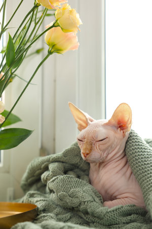 Beautiful Sphynx cat wrapped in soft blanket near window at home. Lovely petの写真素材