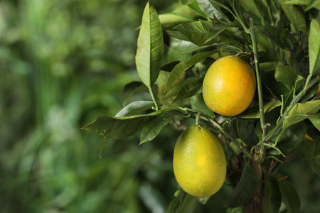 Closeup view of lemon tree with ripe fruits outdoorsの写真素材