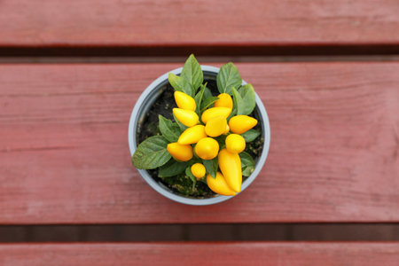 Capsicum annuum plant. Potted yellow chili pepper on wooden table, top viewの写真素材
