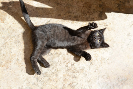 Playful black kitten outdoors on sunny day. Space for textの写真素材