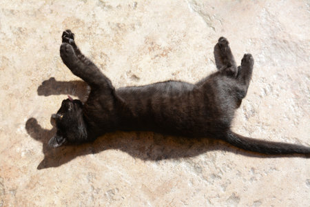 Woman and playful black kitten outdoors, closeupの写真素材