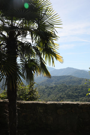 Beautiful view of palm tree and mountain forest on sunny day, space for textの写真素材