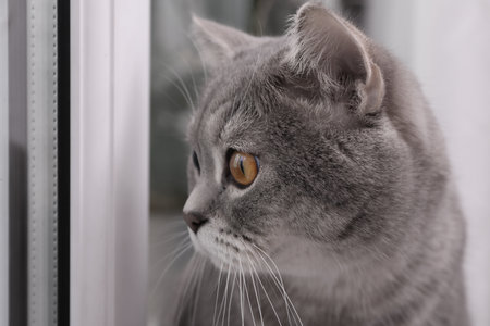 Cute Scottish straight cat near window indoors, closeupの写真素材