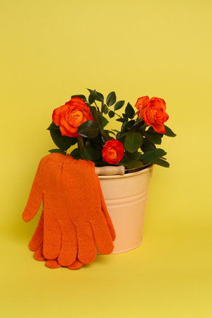 Gardening gloves and bucket with beautiful roses on yellow backgroundの写真素材
